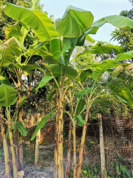 The banana plant, also known as the "banana tree" in some regions, is a captivating and essential presence in a village garden. This tropical plant, belonging to the Musaceae family, is a symbol of abundance and vitality, and it offers a lush and vibrant touch to the rural landscape.