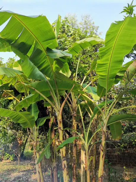 Perhaps the most anticipated aspect of the banana plant in the village garden is the sight of its fruit bunches. These clusters of bananas, known as "hands," dangle from the plant's central stem. As the bananas ripen, they transform from a deep green to a sunny yellow, adding splashes of color to the garden. Villagers eagerly await the moment when they can harvest the bananas for a delicious and nutritious treat.