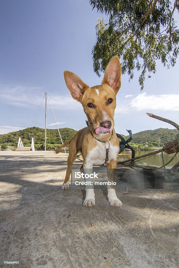 cool cute domestic pet dog Close up view of a cool cute domestic pet dog. Billboard Stock Photo