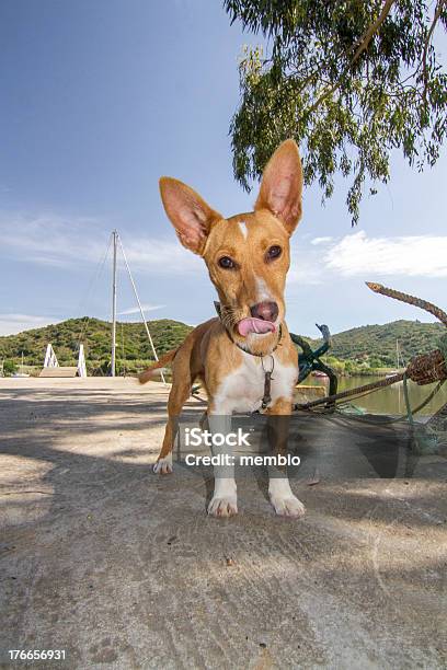 Cool Cute Domestic Pet Dog Stock Photo - Download Image Now - Billboard, Brown, County Down