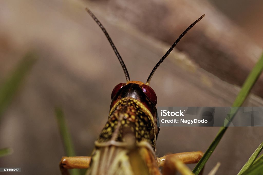 Un Locusta mangiare - Foto stock royalty-free di Ala di animale