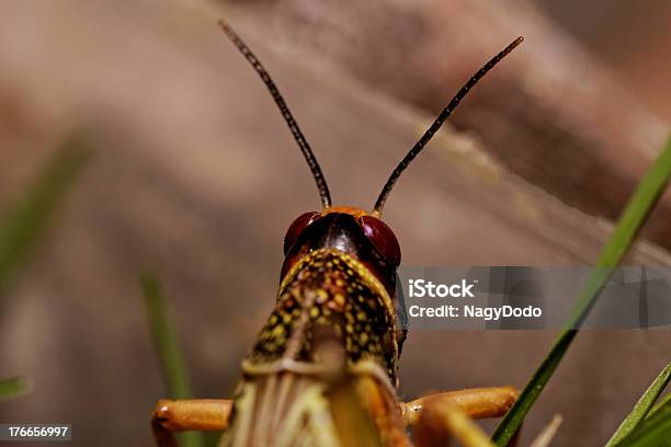 Un Locusta Mangiare - Fotografie stock e altre immagini di Ala di animale - Ala di animale, Ambientazione esterna, Animale
