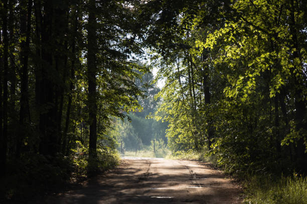 istock Morning light on the path in the green forest 1766577730