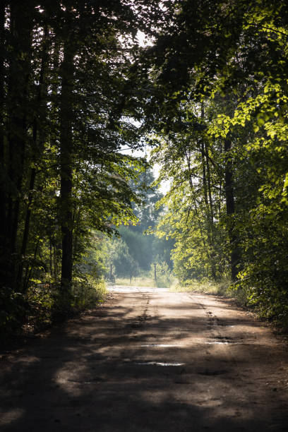 istock Morning light on the path in the green forest 1766577734