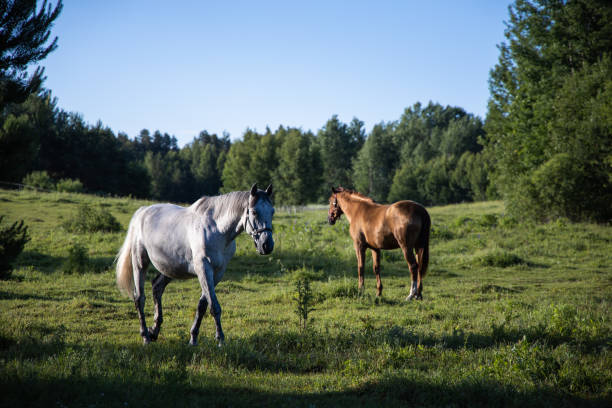 istock Two horses eating in the green field at summer 1766577778