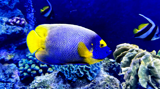 Copperband Butterflyfish, Chelmon rostratus, also commonly called the Beak Coralfish, is found in reefs in both the Pacific and Indian Oceans.