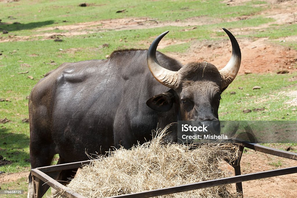 Bull Eating time. Agriculture Stock Photo