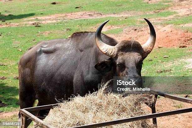 Bull Stock Photo - Download Image Now - Agriculture, Animal, Beef