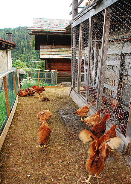 istock Chickens in Fenced Enclosure 176658913