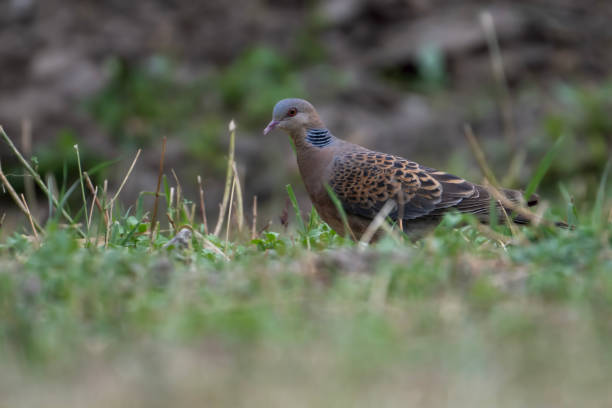 istock European turtle dove 1766590139