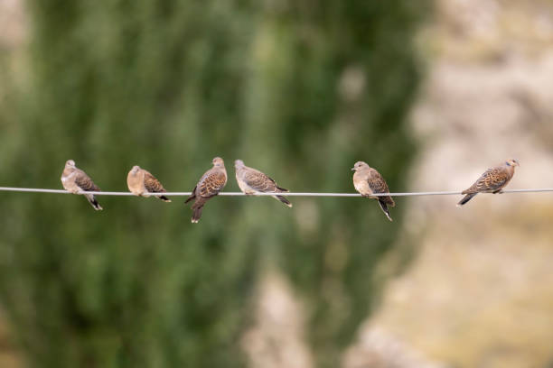 Flock of European turtle dove on Wire