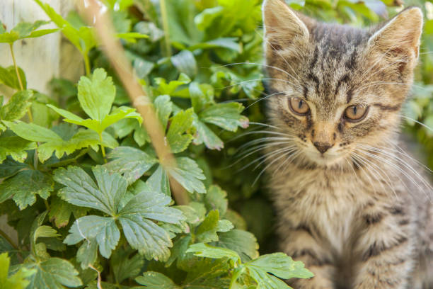 giovane gattino domestico in giardino - 11874 foto e immagini stock