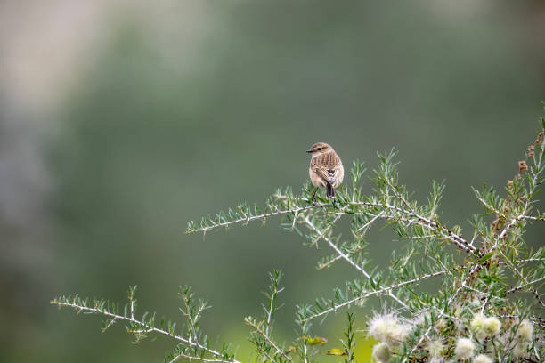 stonechat européen - on branch photos et images de collection