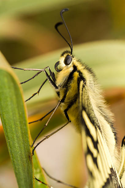(papilio machaon piękne swallowtail motyl owad) - grand manan island zdjęcia i obrazy z banku zdjęć