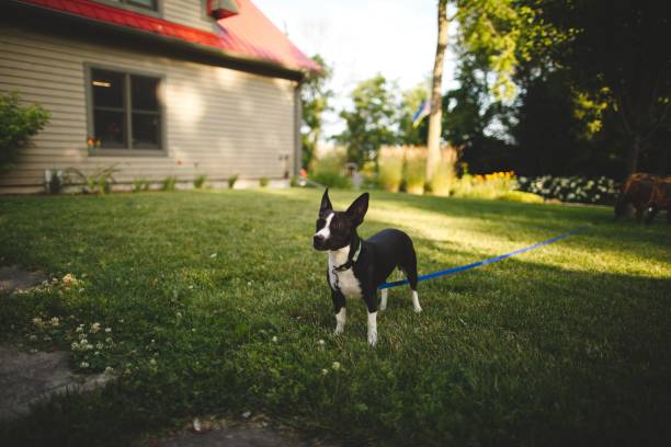 istock Adorable Boston Terrier in a lush green yard 1766613264