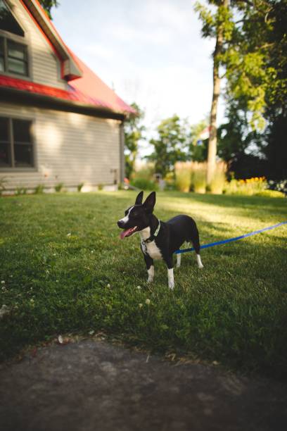 istock Adorable Boston Terrier in a lush green yard 1766613265