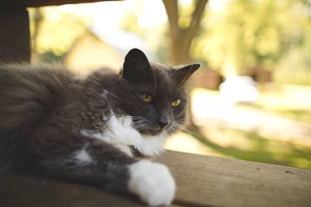 istock Majestic long haired cat basking in the sun perched atop a rustic wooden bench 1766613288