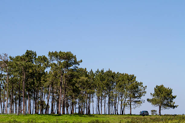 istock patch of trees with lonely car 176661333