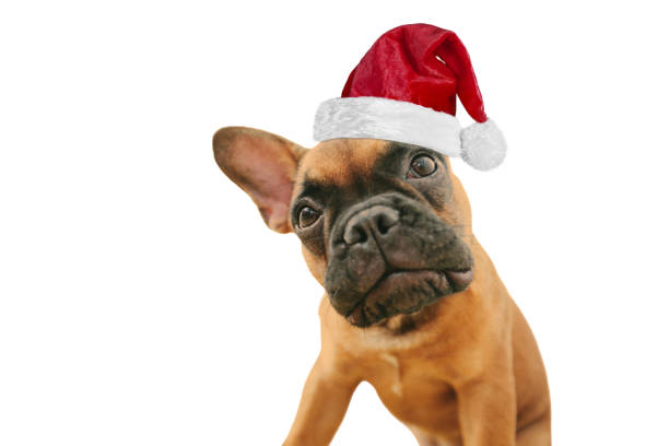 istock dog with a Santa Claus hat for Christmas 1766614389