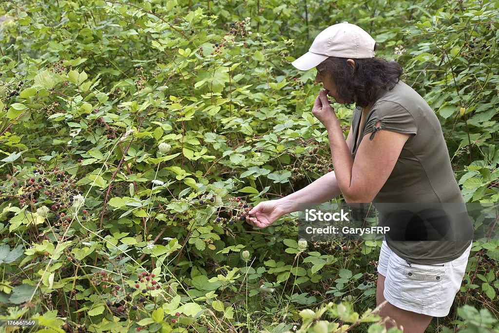 Woman Picking Eating Wild Blackberries Brambleberry Vine Western Oregon Wild Blackberries ( Brambleberry ) on the vine being picked and eaten by a woman. Various stages of ripeness with some just right for eating.  Limited focus to separate the berries from the background. Adult Stock Photo