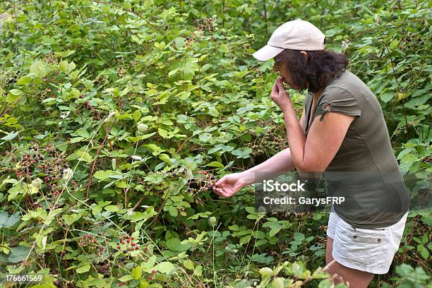 Woman Picking Eating Wild Blackberries Brambleberry Vine Western Oregon Stock Photo - Download Image Now