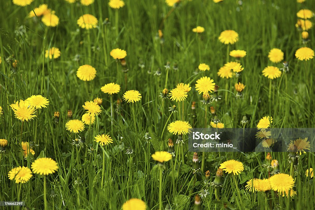yellow daisies spring fild of daisies Agriculture Stock Photo