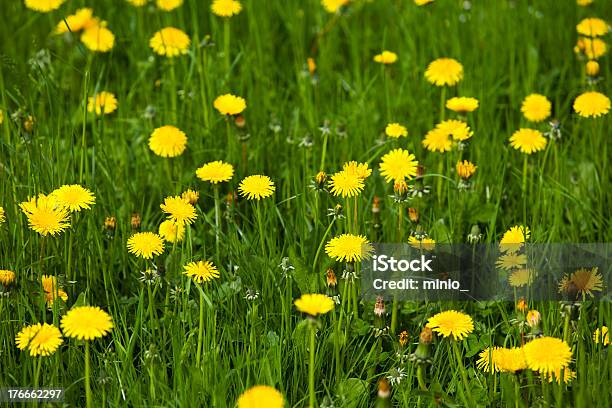 Yellow Daisies Stock Photo - Download Image Now - Agriculture, Backgrounds, Blossom