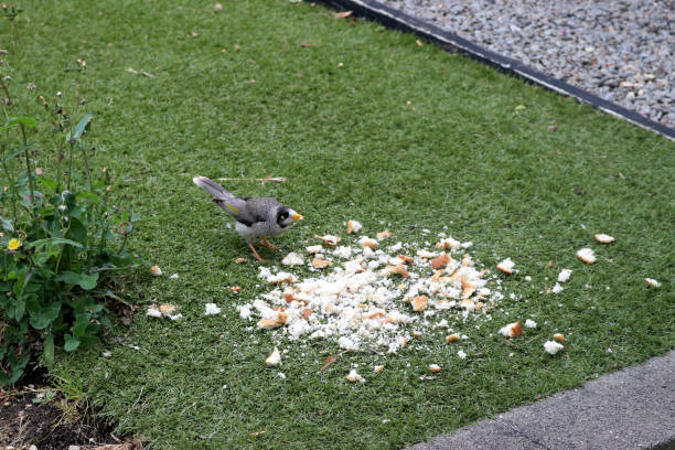 Noisy miner (Manorina melanocephala) is a bird in the honeyeater family, Meliphagidae, and is endemic to eastern and southeastern Australia. It’s a grey bird, with a black head, orange-yellow beak and feet, a distinctive yellow patch behind the eye, and white tips on the tail feathers. Males, females and juveniles are similar in appearance, though young birds are a brownish-grey. As the name suggests, it is a vocal species with a large range of songs, calls, scoldings and alarms.