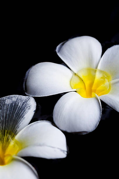 Dark Blossom stock photo