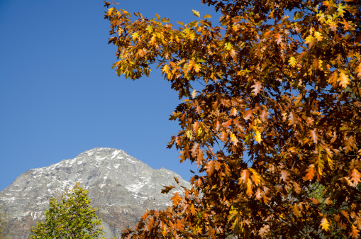 Oak tree with red leaves and snow-capped mountain