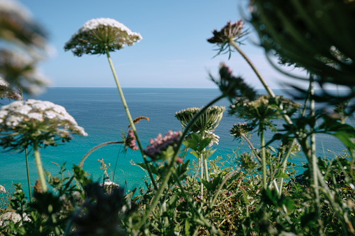 Views through wild plants and hogweed to the idyllic calm blue sea near Porthcurno, South Cornwall on a sunny June afternoon.