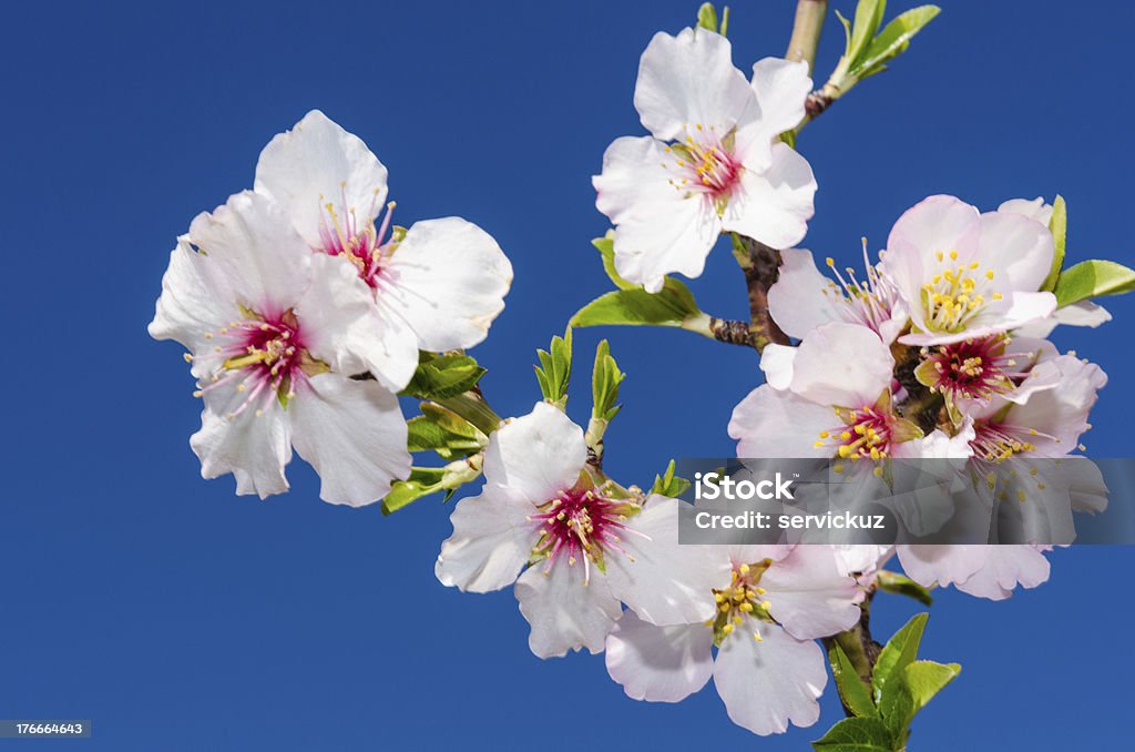 Primer plano de la flor de primavera colorida - Foto de stock de Azul libre de derechos