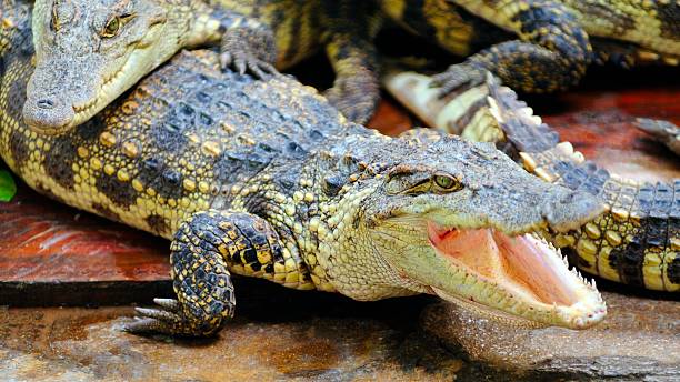 Chinese alligator Chinese alligator is China's highest level of protection. chinese alligator alligator sinensis stock pictures, royalty-free photos & images
