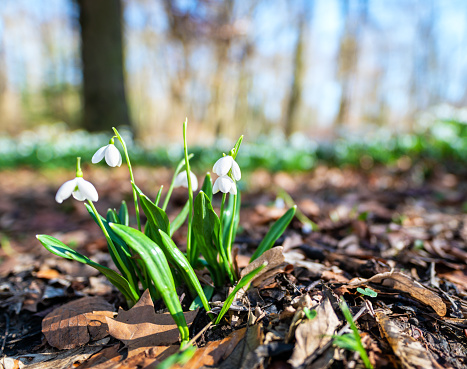 istock Tiny snowdrops peek out from the soil in a sunlit forest, a welcome sign of spring. 1766652390