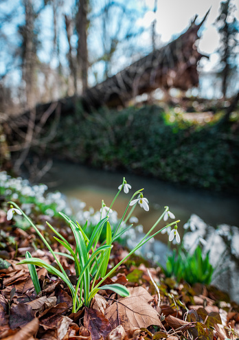 Tiny snowdrops peek out from the soil in a sunlit forest, a welcome sign of spring.