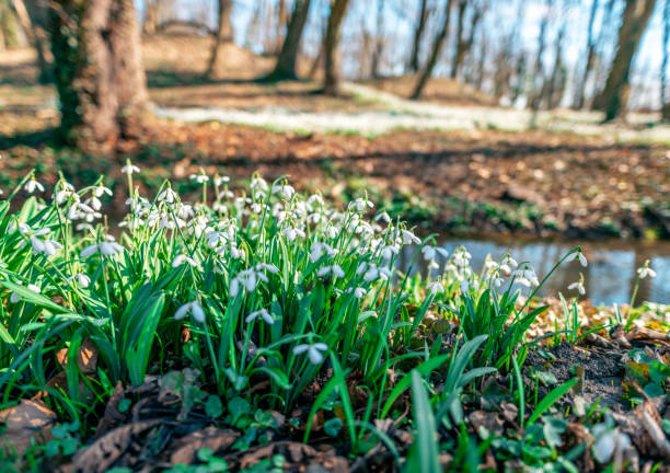 Tiny snowdrops peek out from the soil in a sunlit forest, a welcome sign of spring.