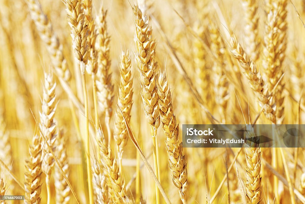 Field of golden rye primer plano - Foto de stock de Agricultura libre de derechos