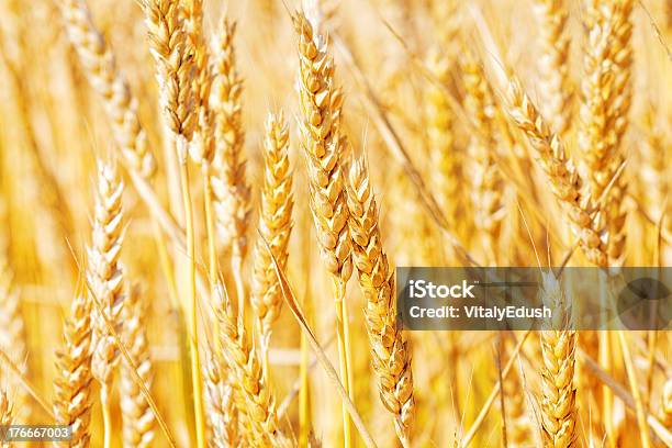 Field Of Golden Rye Primer Plano Foto de stock y más banco de imágenes de Agricultura - Agricultura, Aire libre, Alimento