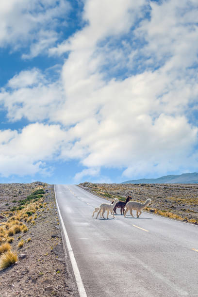istock Wild Alpacas In Colca Canyon, Peru 1766682075