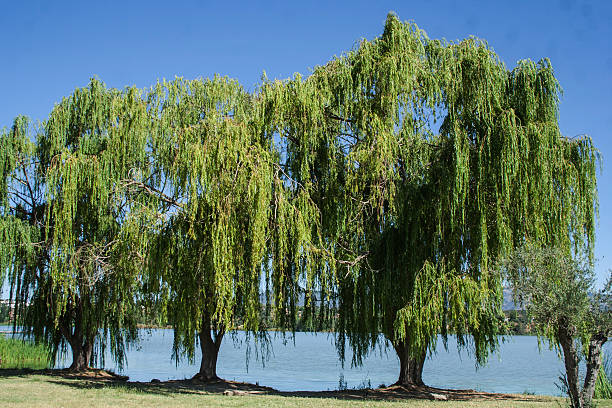 istock Willow trees, in the swamp 176668215