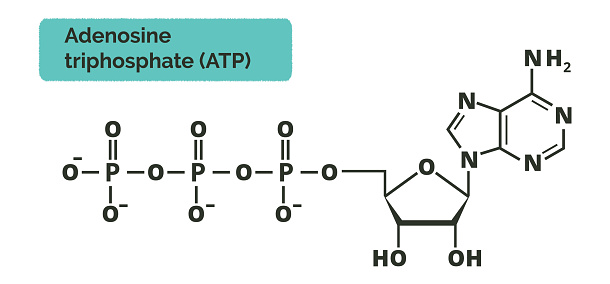 Atp Ade Atp Formula Stock Illustration - Download Image Now - Adenosine ...