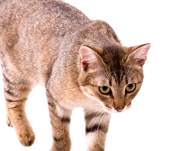 istock Beautiful young cat on white background 176668666