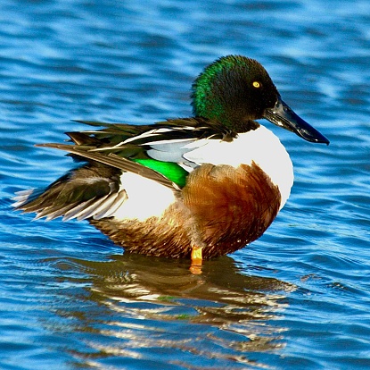 A Northern Shoveler swimming in a pond