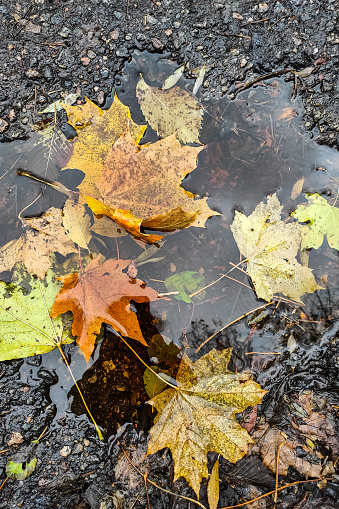 Autumn fallen leaves in autumn forest after rain