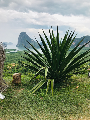 Planting Agave americana or Century plant on Samet Nangshe viewpoint in Thailand.