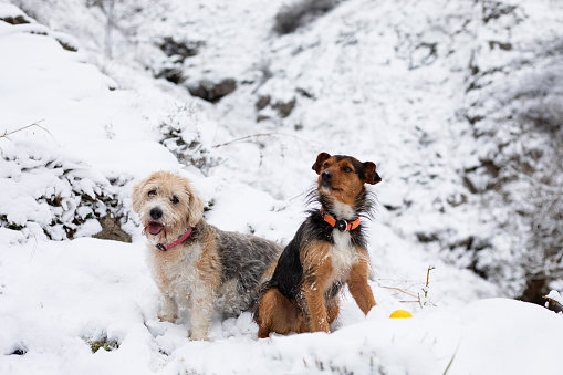 two dogs, senior beagle and junior bodeguero, sitting together in the snow, happily looking at the camera, in winter time in a snowy forest. horizontal and copy space.