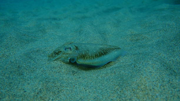 istock Common cuttlefish or European common cuttlefish (Sepia officinalis) undersea, Aegean Sea 1766725163