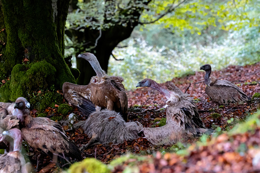 horizontal portrait of a group of vultures disputing their fallen sheep. two of them with open chambers bring order to the group, behaviour in the wild. space for copy