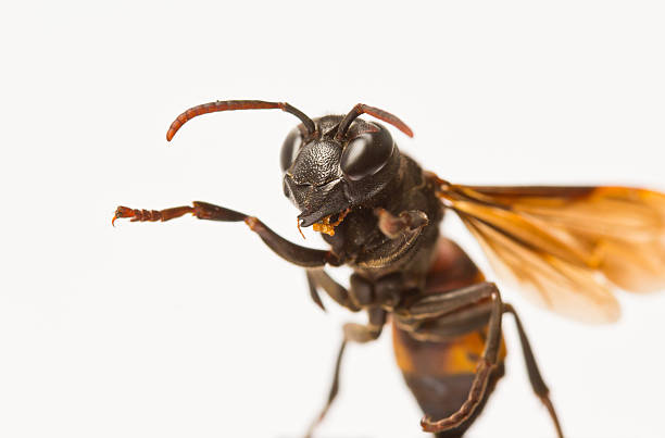 istock Closeup wasps are aggressive insects 176672853