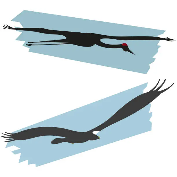 Vector illustration of crane and stellers sea eagle.